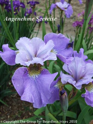 Angenehme Seereise